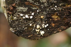 Physalacria australiensis