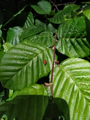 Harmonia axyridis