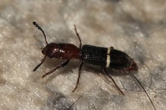 Paratillus carus