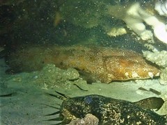 Orectolobus floridus