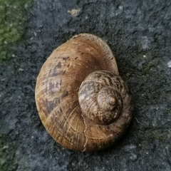 Cyclophorus ateribalteiformis