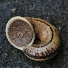 Cyclophorus ateribalteiformis