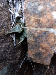 Haworthiopsis tessellata