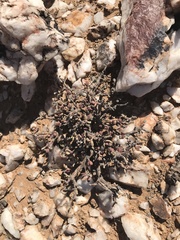 Portulacaria pygmaea