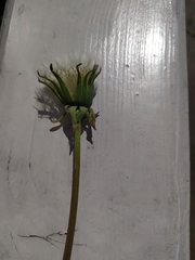 Taraxacum officinale