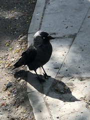 Corvus monedula
