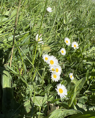 Bellis perennis