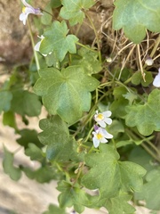 Cymbalaria muralis