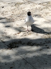 Chroicocephalus ridibundus