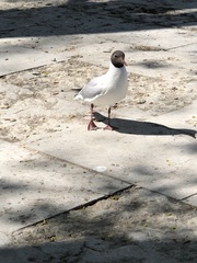 Chroicocephalus ridibundus