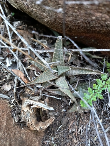Image of Haworthiopsis tessellata by (c) Christiaan Viljoen, some rights reserved (CC BY)