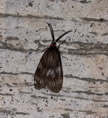 Milleria litana