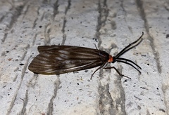 Milleria litana