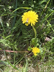 Apis mellifera