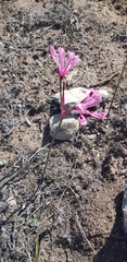 Nerine humilis