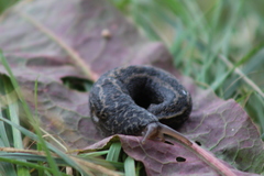Limax maximus