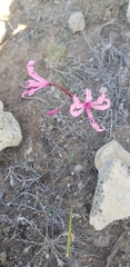 Nerine humilis