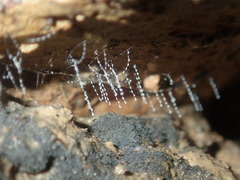 Arachnocampa