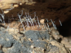 Arachnocampa