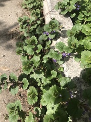 Glechoma hederacea
