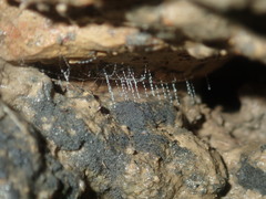 Arachnocampa