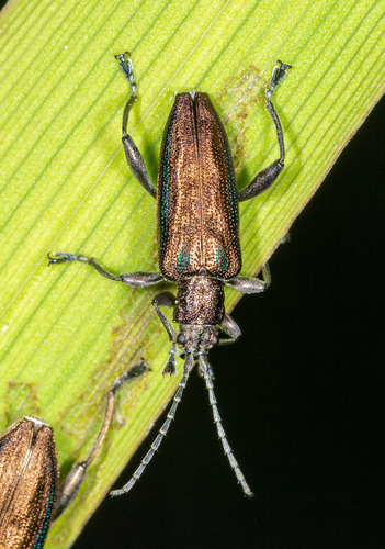 Depressed Aquatic Leaf Beetle, photo 2 of 10