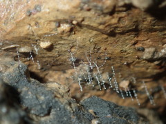 Arachnocampa