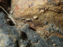 Arachnocampa