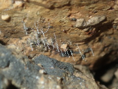 Arachnocampa