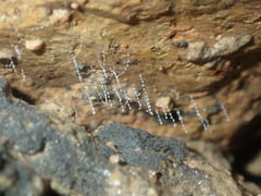 Arachnocampa