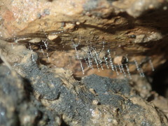 Arachnocampa