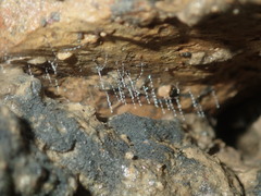 Arachnocampa