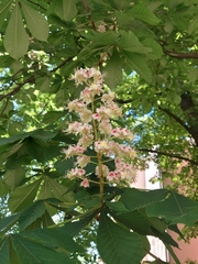 Aesculus