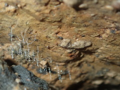 Arachnocampa