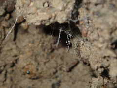 Arachnocampa