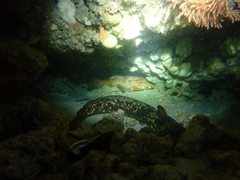 Orectolobus floridus