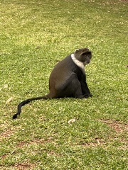 Cercopithecus mitis
