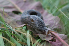 Limax maximus