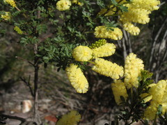 Acacia drummondii