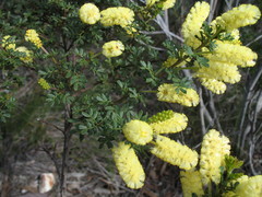 Acacia drummondii