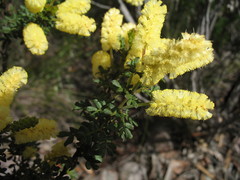 Acacia drummondii