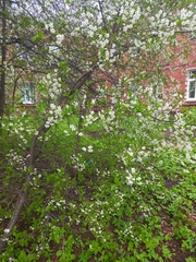 Prunus