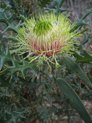 Banksia armata ignicida