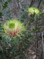 Banksia armata ignicida