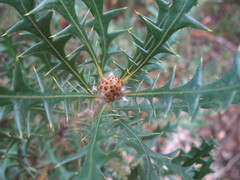 Banksia armata ignicida