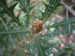 Banksia armata ignicida