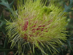 Banksia armata ignicida