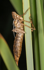 Anax imperator