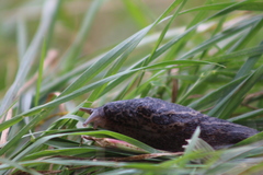 Limax maximus