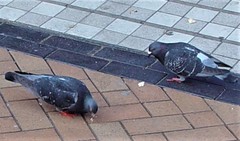 Columba livia domestica